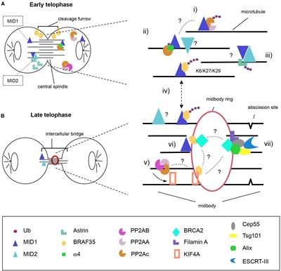 Emerging Roles of the TRIM E3 Ubiquitin Ligases MID1 and MID2 in Cytokinesis